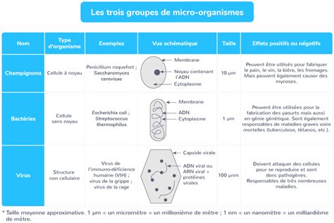 Les Microbes E Cours SVT Kartable