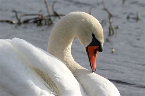 Knowing the field marks to check on this bird can help birders feel. Mute Swans - Ray Colliers Wildlife in the North ...