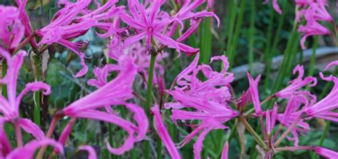 Check spelling or type a new query. Nerine - Dahlias & Summer Flowering Bulbs - Products ...