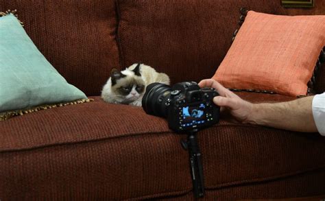 Grumpy Cat Movie Popular Internet Meme Inks Hollywood Movie Deal