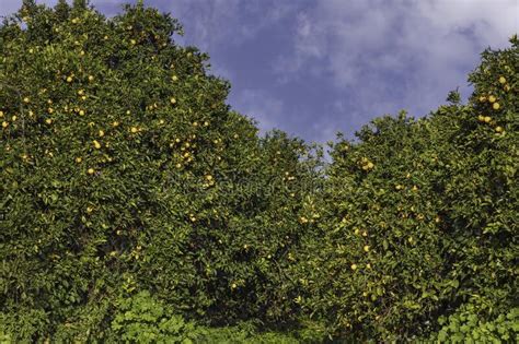 Orchard With Orange Trees With Ripe Fruits On The Branches Stock Photo