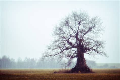 Wallpaper Tree Woody Plant Sky Fog Winter Morning Mist