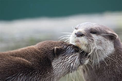 The Unique Adaptations Of Otters Mastery In Aquatic Life