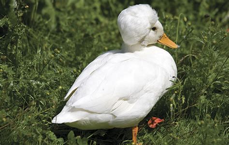 Las Mejores Razas De Patos Para Tener En El Jardín El Campo