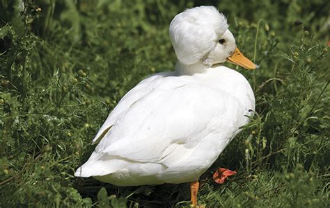 Taking care of a duck as a pet can be a rewarding experience. Best duck breeds to keep in the garden - The Field