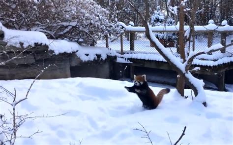 Red Pandas In Snow At Cincinnati Zoo And Botanical Garden