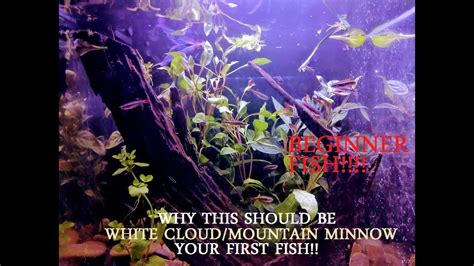 THIS SHOULD BE YOUR FIRST FISH White Cloud Mountain Minnow Care And