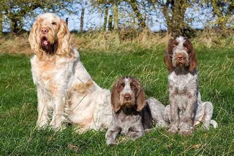 Italian Spinone Orange And White Adult With Brown Roan Puppies