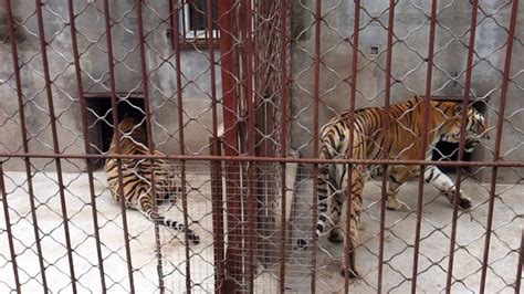 China S Secret Tiger Farms Revealed In Report By The Environmental Investigation Agency World