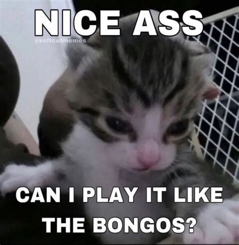 nice ass can i play it like the bongos ifunny