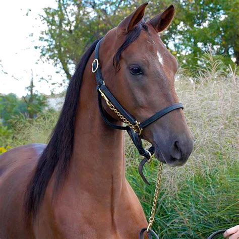 Morgan Horse Breed Information Care Costs Ukpets