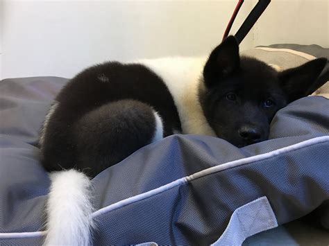 These fluffy, playful akita puppies grow to be a powerful working dog breed with an alert and loyal personality. Akita Puppies For Sale | North Bergen, NJ #304419