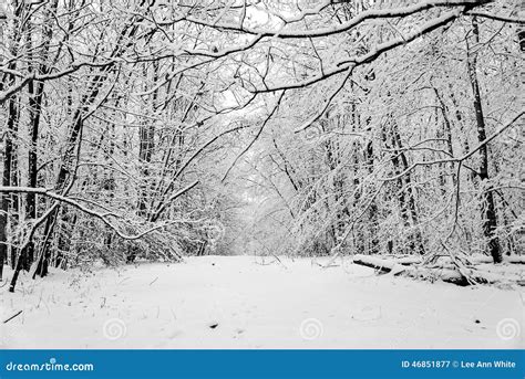 Snow Covered Clearing In A Forest Is A Winter Wonderland Stock Photo