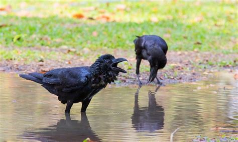 12 Tips On How To Attract Crows To Your Yard In 2024 World Birds