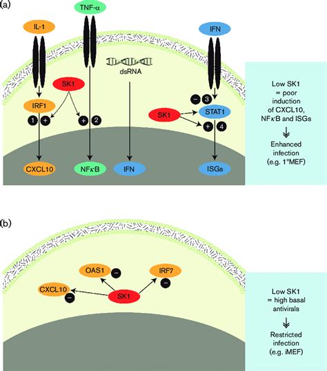 Schematic Representation Of Proposed Roles For Sk1 In Innate Immune
