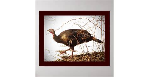 Wild Turkey Poster Zazzle