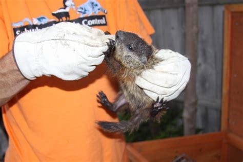 Groundhog Removal Photo Gallery 3 By Suburban Wildlife Control