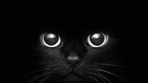 black cat digital wallpaper monochrome dark animals black background wallpaper   hd