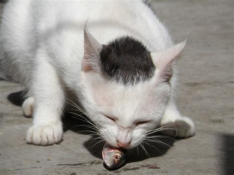 We did not find results for: cat eating fish 1 | Flickr - Photo Sharing!