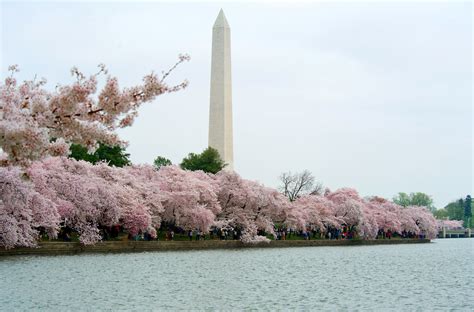 Washington Dcs Cherry Blossom Season Starts In Two Weeks Cherry