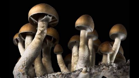 Shrooms Also Called Magic Mushrooms Are Decriminalized In Denver