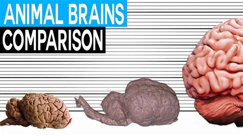 Animal Brain Size Comparison Biggest Brain Size In The World Youtube