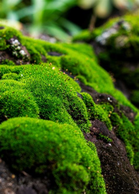 500 Moss Texture Pictures Hd Download Free Images On