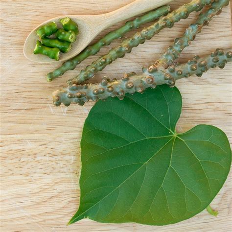 Tinospora Cordifolia Commonly Known As Guduchi Is An Ayrvedic Herb