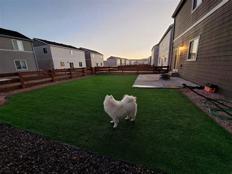 Artificial Turf Can Improve Your Dogs Hygiene Turf Pros Solution