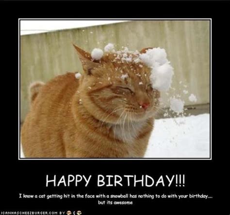 Happy Birthday Cat Meme For Him San Wallpaper