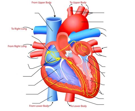 Biology Chapter 13 Cardiovascular System Diagram Quizlet