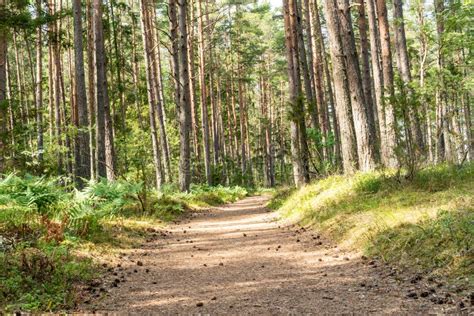 The Road Through The Pine Forest Stock Photo Image Of Pine