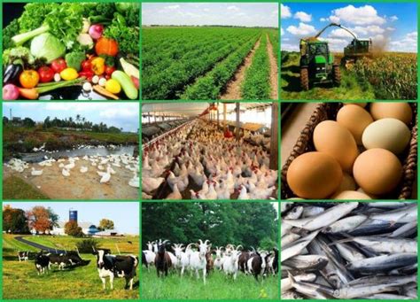 Business is, in fact, the most suitable route to becoming a millionaire. 50+ Most Profitable Farming Business in Nigeria 2020.