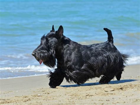 Scottish Terrier Haircut Styles - Haircuts you'll be asking for in 2020