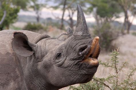 Black Rhino Species Save The Rhino International