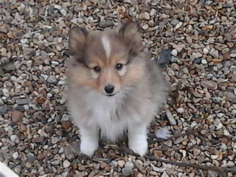We'll safely and securely deliver your new pup while following all recommendations by the cdc. Rare kc reg miniature sheltie sable female | Seaford, East ...