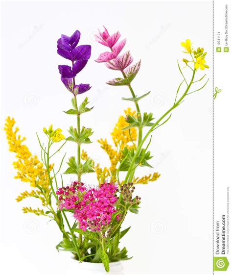Wild Flowers Clipart 20 Free Cliparts Download Images On Clipground 2023