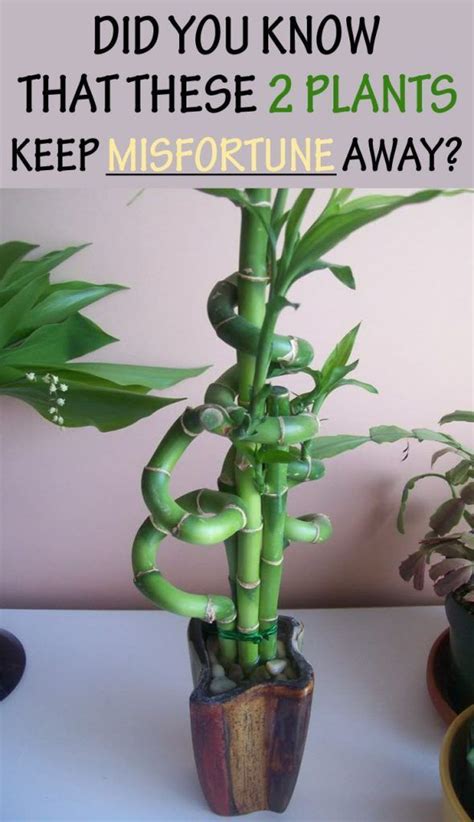 A cactus is a kind of a plant adapted to hot, dry climates. How to keep bad luck into distance with these two plants ...