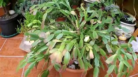 How To Propagate Christmas Cactus Thanksgiving Cactus Easter Cactus