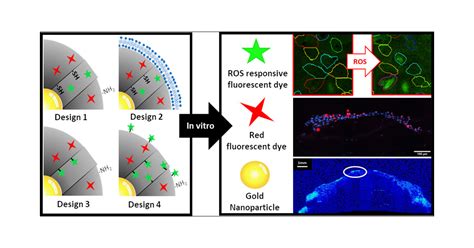 Mesoporous Silica Coated Gold Nanoparticles For Multimodal Imaging And