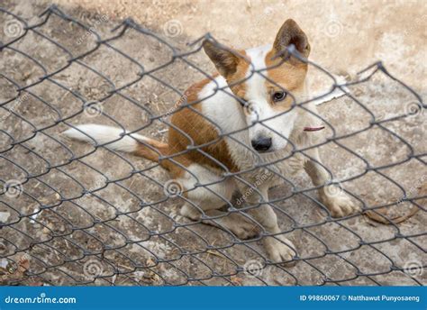 Dog Behind The Fence Stock Image Image Of Alone Home 99860067