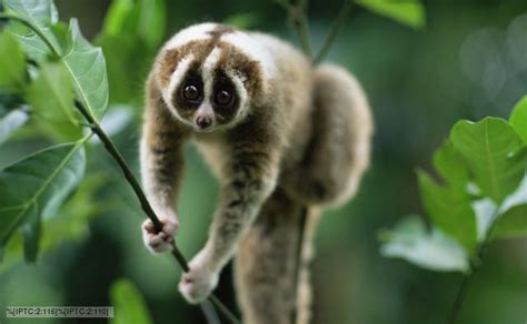 Bbc Nature Slow Lorises Videos News And Facts