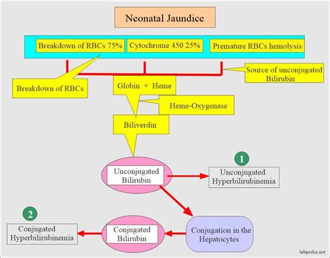 Neonatal Jaundice Classification And Diagnosis