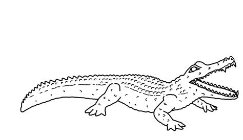 Alligator Coloring Page Clip Art