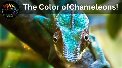 Chameleons And Their Colors Chameleon Academy