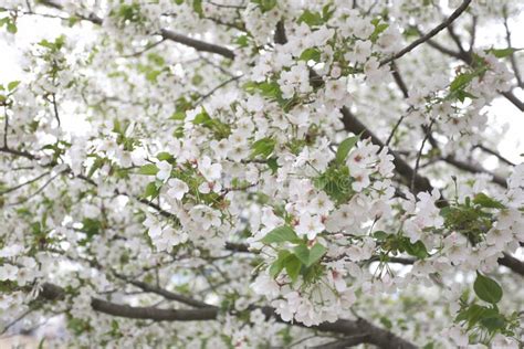White Sakura Flower Or Cherry Blossoms In Japan Garden Stock Photo