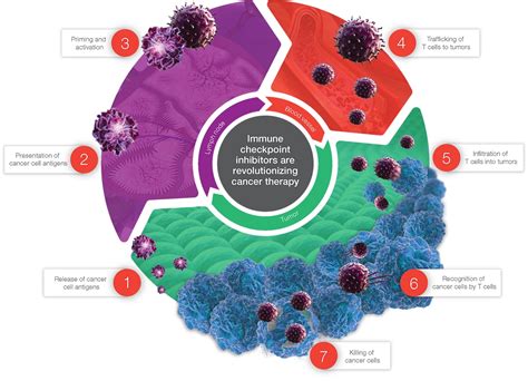 The Cancer Immunity Cycle Thermo Fisher Scientific Us