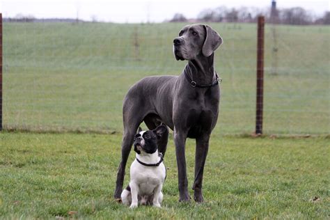 Große Hunderassen Wer Ist Der Größte Hund Dogbible