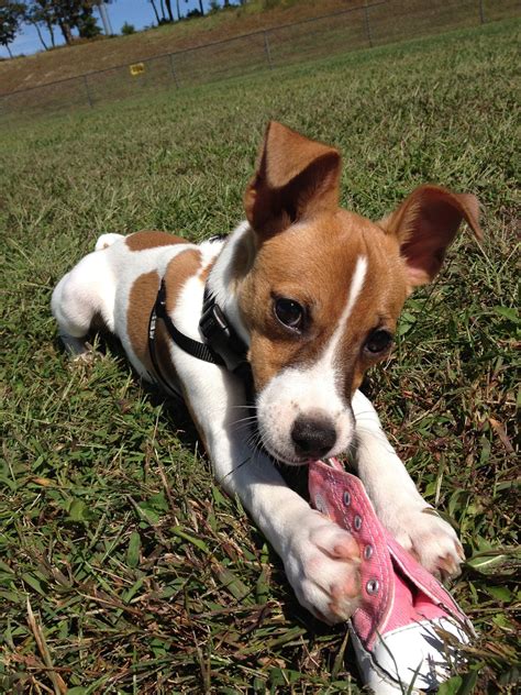 Jack Russell Toy Fox Terrier Jack Russell Mix Jack Russell Puppies Toy Fox Terriers Terrier