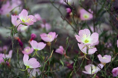 How To Grow And Care For Pink Evening Primrose